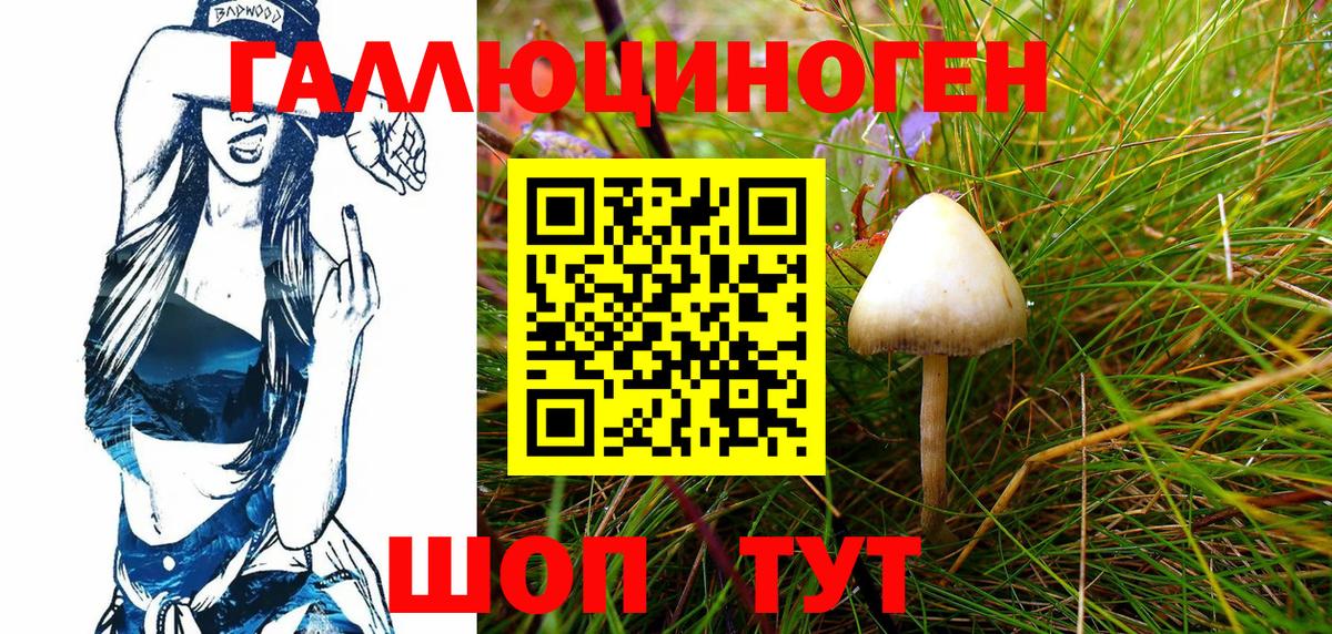 Псилоцибиновые грибы Psilocybine cubensis Дятьково